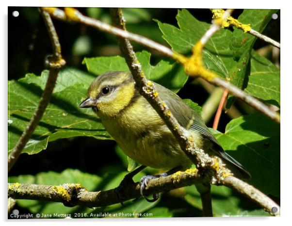            Juvenile Blue Tit                     Acrylic by Jane Metters