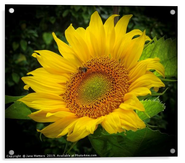 Sunflower  Acrylic by Jane Metters