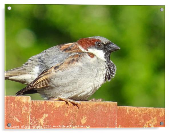 House Sparrow Acrylic by Jane Metters
