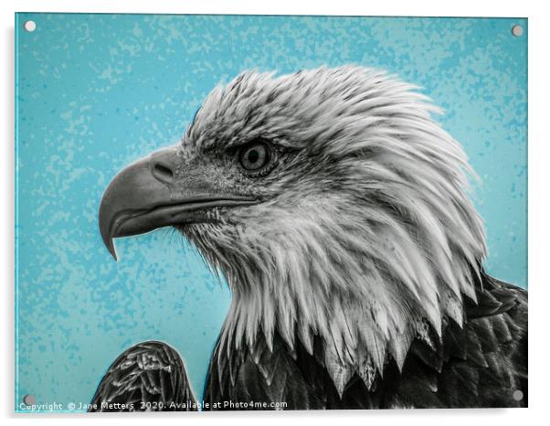 Bald Eagle Acrylic by Jane Metters