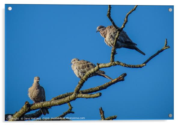 Three Collared Doves Acrylic by Jane Metters