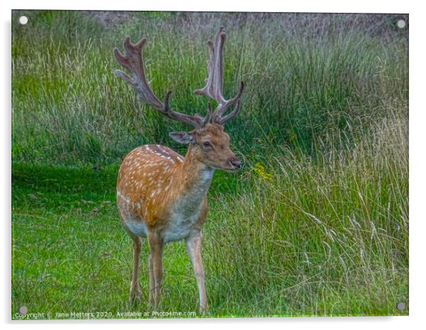 Fallow Deer  Acrylic by Jane Metters