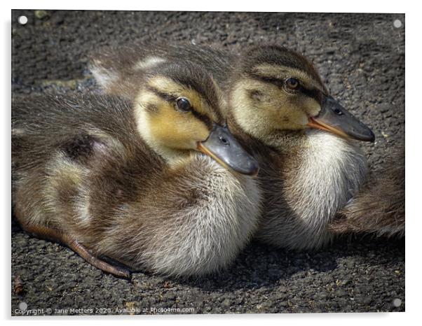 Cute Ducklings  Acrylic by Jane Metters