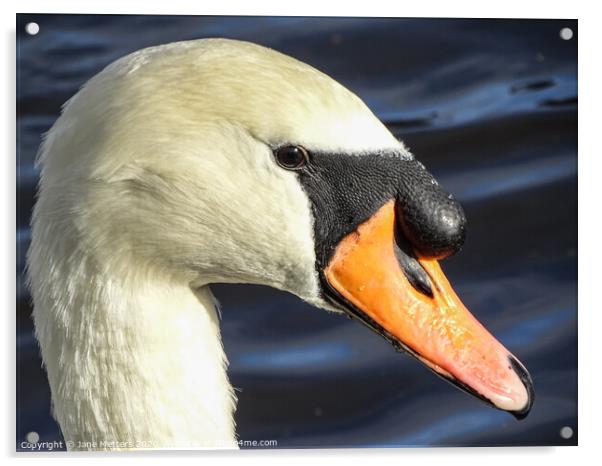 Swan  Acrylic by Jane Metters