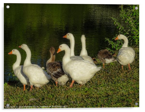 A Flock of Geese Acrylic by Jane Metters