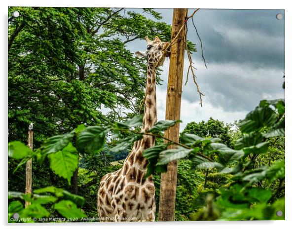 Giraffe  Acrylic by Jane Metters