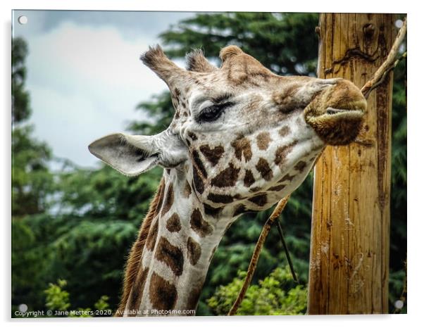 A Giraffe Close-Up Acrylic by Jane Metters