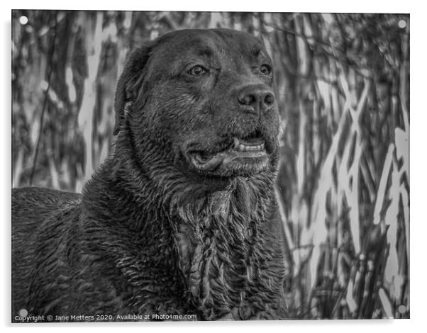 Chocolate Labrador  Acrylic by Jane Metters