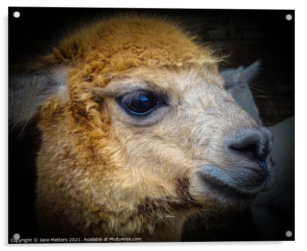 Alpaca Face Acrylic by Jane Metters