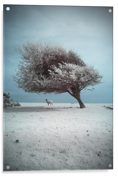 Spring Snow Acrylic by Michael Baldwin