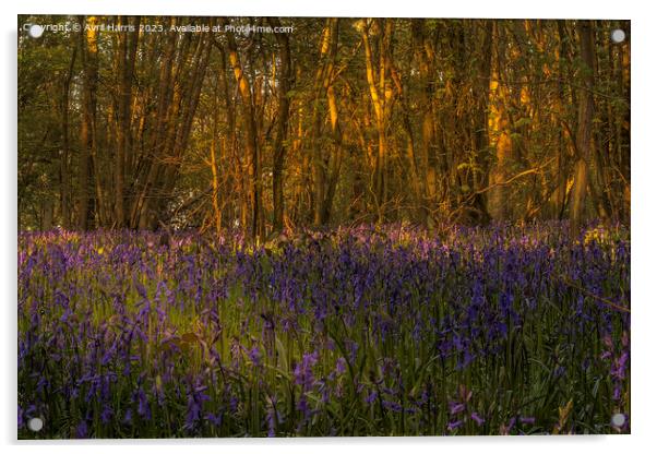 Amidst the Bluebells at Everdon Stubbs Acrylic by Avril Harris