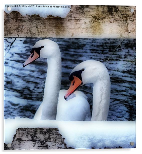 Two swans in the snow Acrylic by Avril Harris