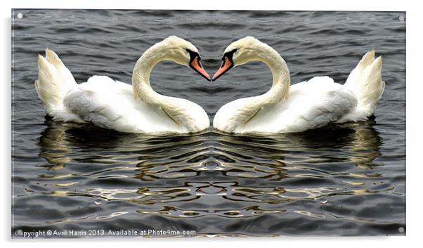 Mute Swan Heart Acrylic by Avril Harris