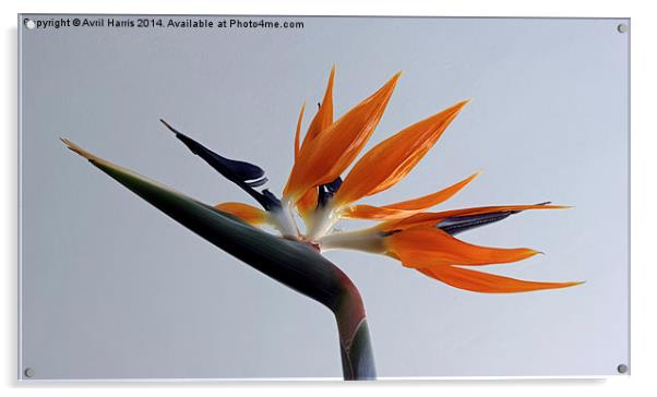 The bird of paradise flower Acrylic by Avril Harris
