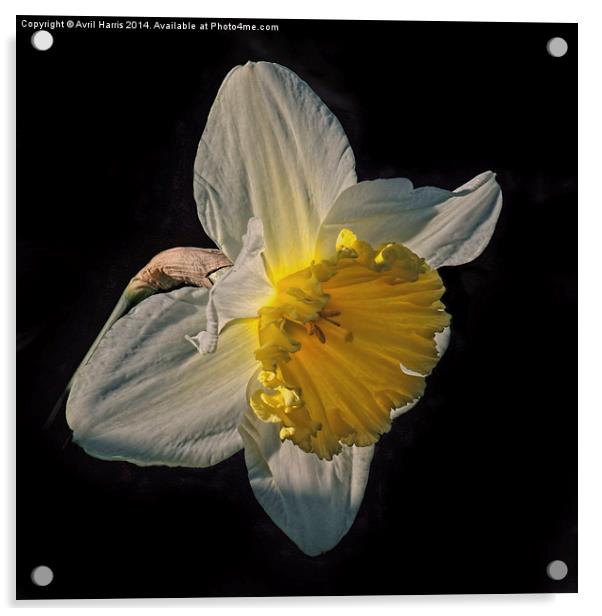 Sunlight Daffodil Acrylic by Avril Harris
