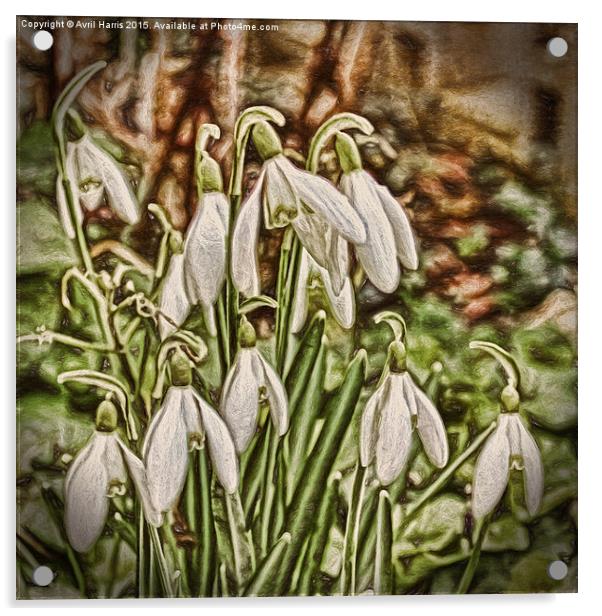  Snowdrops Acrylic by Avril Harris