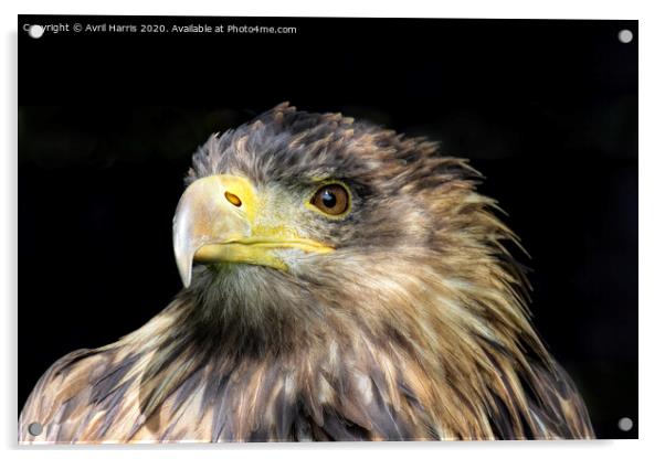 Tawny Eagle Acrylic by Avril Harris