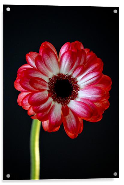 vibrant red gerbera Acrylic by Claire Hartley