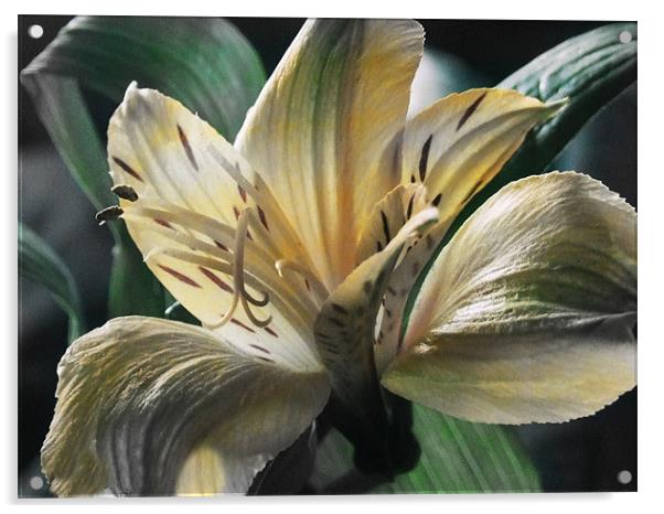 Lily Acrylic by carin severn