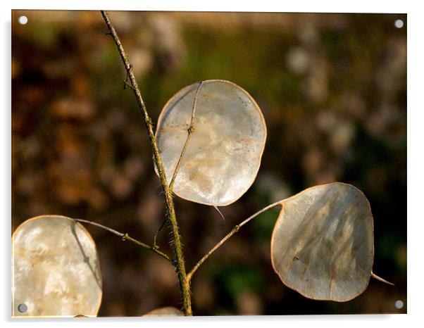 Satin Pods Acrylic by carin severn