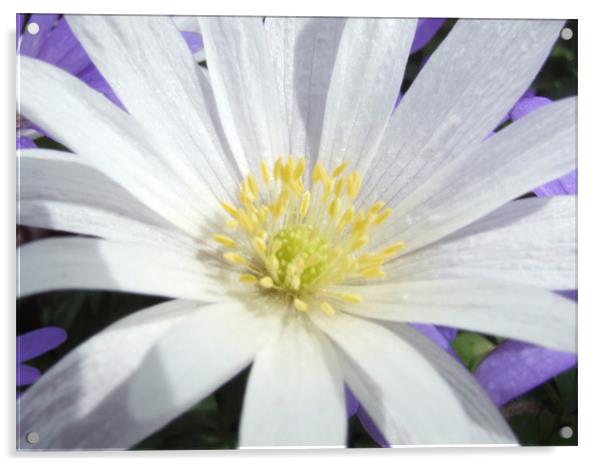 Aster in Sunlight Acrylic by carin severn