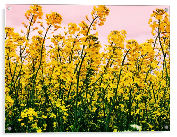Yellow Field Acrylic by carin severn
