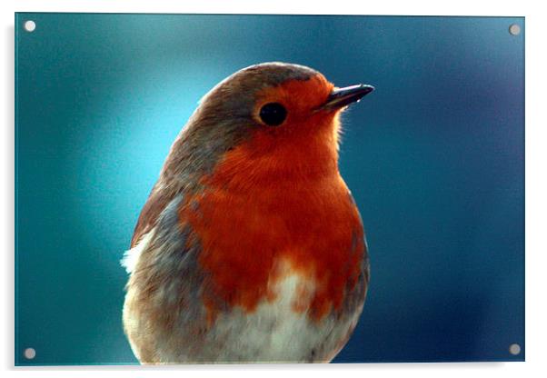  Brave little robin Acrylic by carin severn