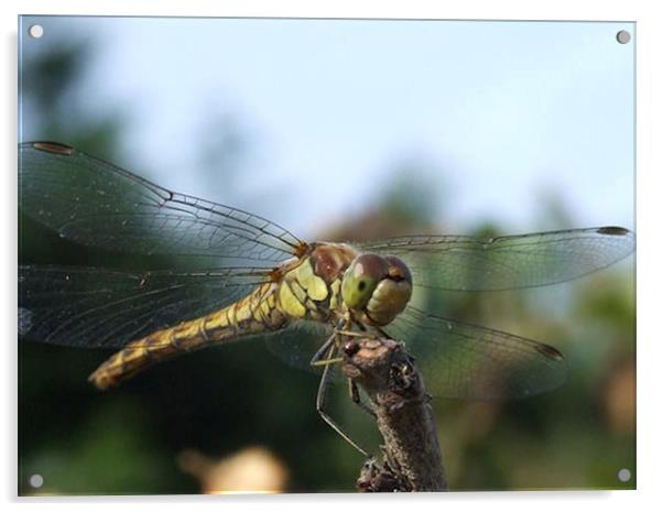 Dragonfly Acrylic by carin severn