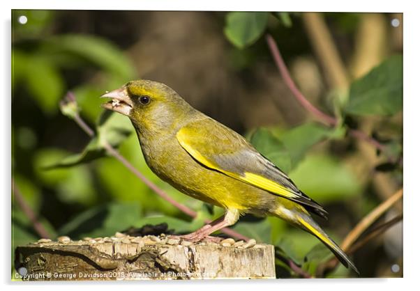 Greenfinch Acrylic by George Davidson