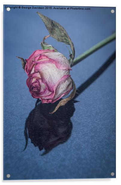 Rose Acrylic by George Davidson