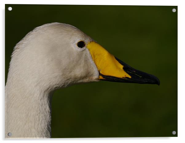 Whooper swan Acrylic by sharon bennett