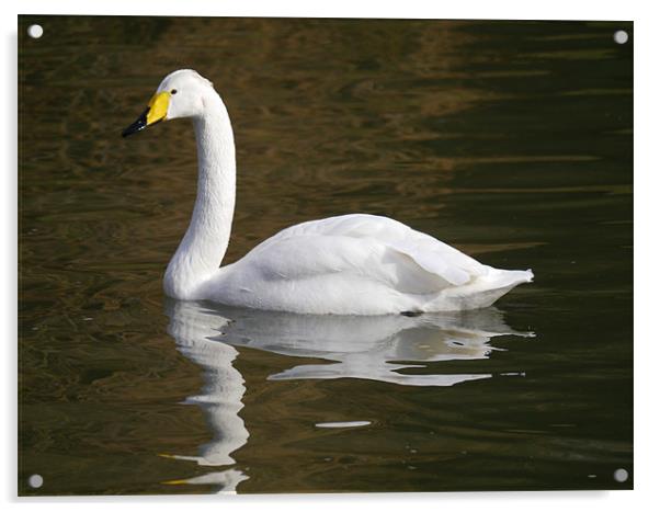 Whooper swan Acrylic by sharon bennett