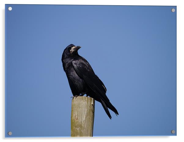 Rook on look out Acrylic by sharon bennett