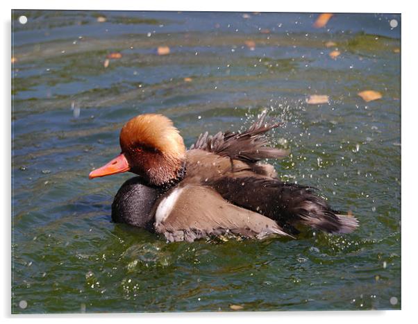 Splashing Duck Acrylic by sharon bennett