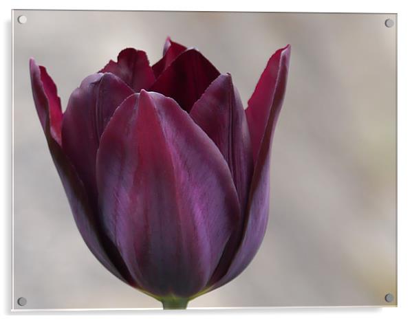 Tulip Acrylic by sharon bennett