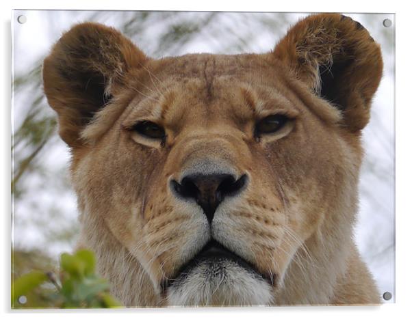 Lioness Portrait Acrylic by sharon bennett