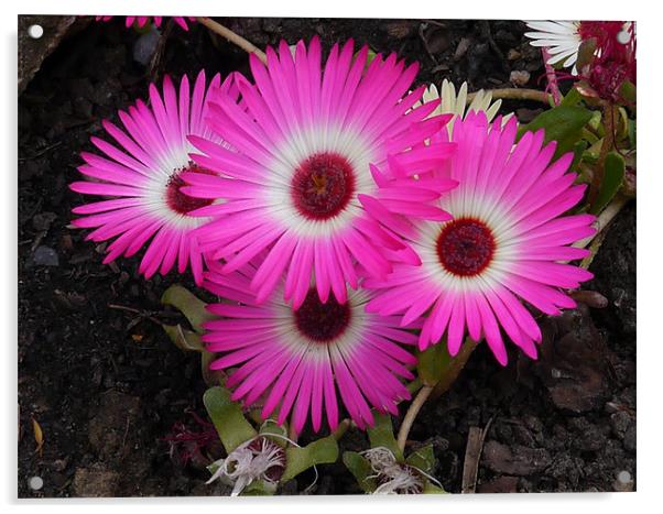 Pretty Pink Flowers Acrylic by sharon bennett