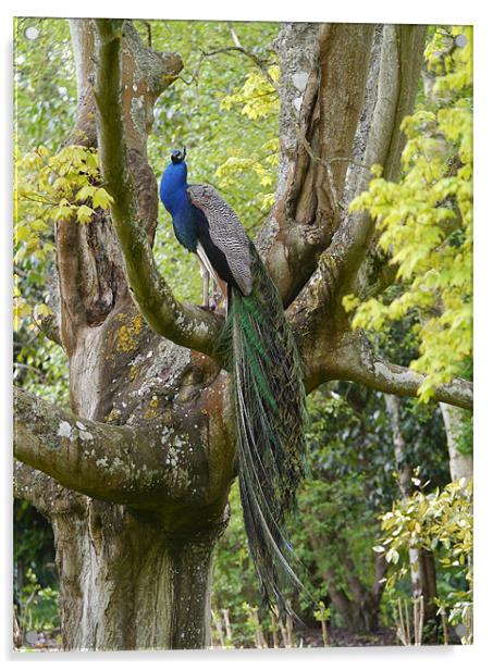 Peacock in a tree Acrylic by sharon bennett