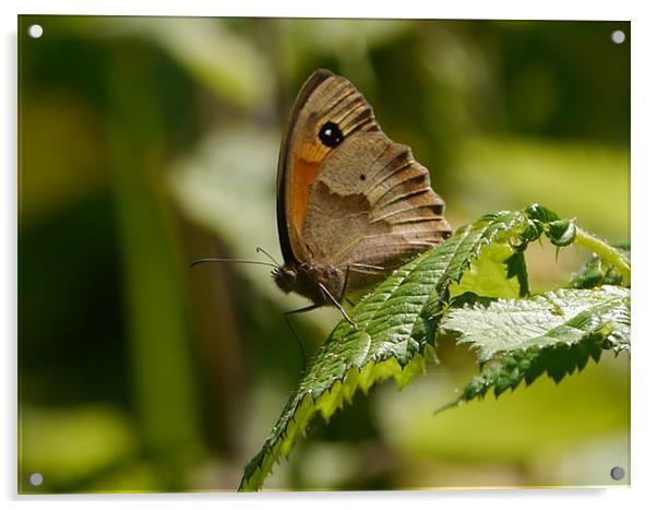 Resting Butterfly Acrylic by sharon bennett