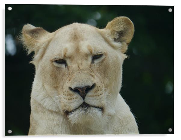 White Lioness Acrylic by sharon bennett