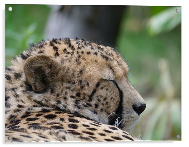 Sleepy Cheetah Acrylic by sharon bennett