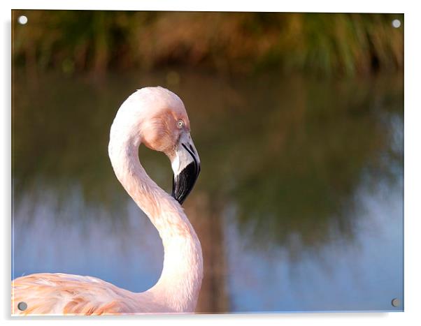 Flamingo Acrylic by sharon bennett