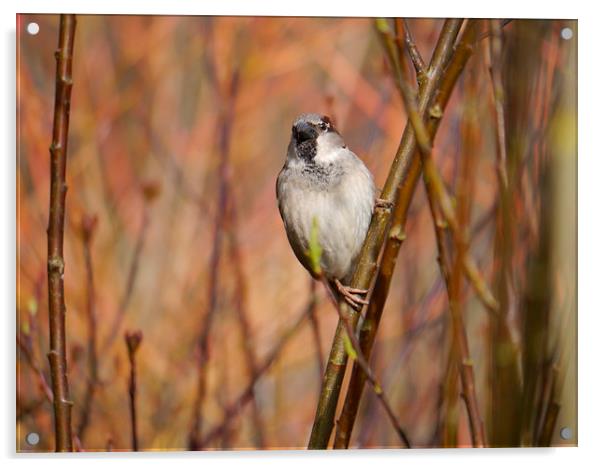 Sparrow Acrylic by sharon bennett