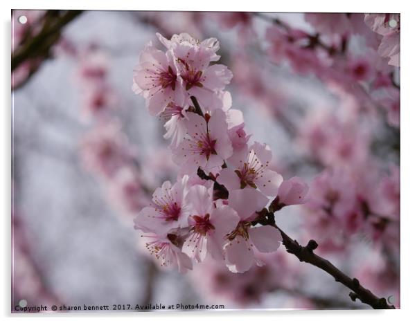 Cherry Blossom Acrylic by sharon bennett