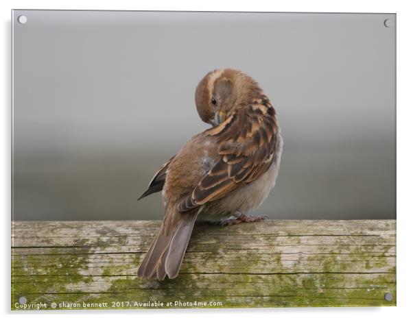 Little Sparrow Acrylic by sharon bennett