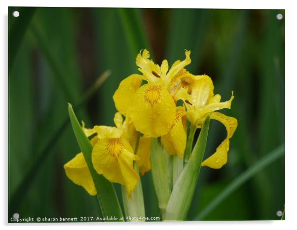 Dew Covered Iris Acrylic by sharon bennett