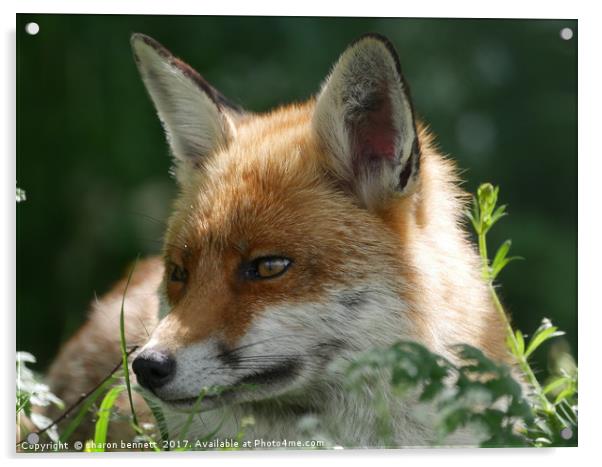 Red Fox Acrylic by sharon bennett