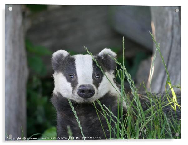 Badger Acrylic by sharon bennett