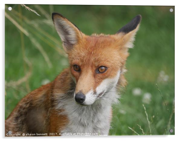 Wild Fox Acrylic by sharon bennett
