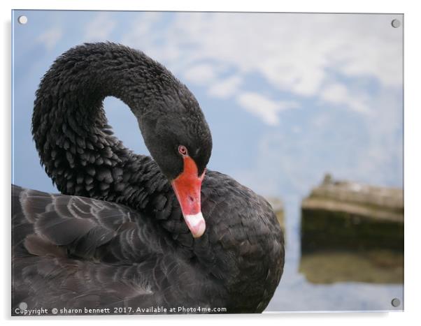 Black Swan Acrylic by sharon bennett